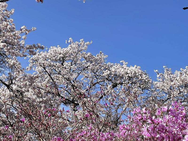 岡山の桜 名所情報21 桜開花 名所情報 ウェザーニュース