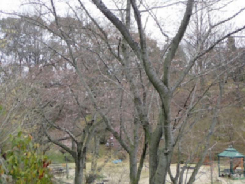 広島市植物公園の桜 名所情報21 広島市佐伯区 桜開花 名所情報 ウェザーニュース