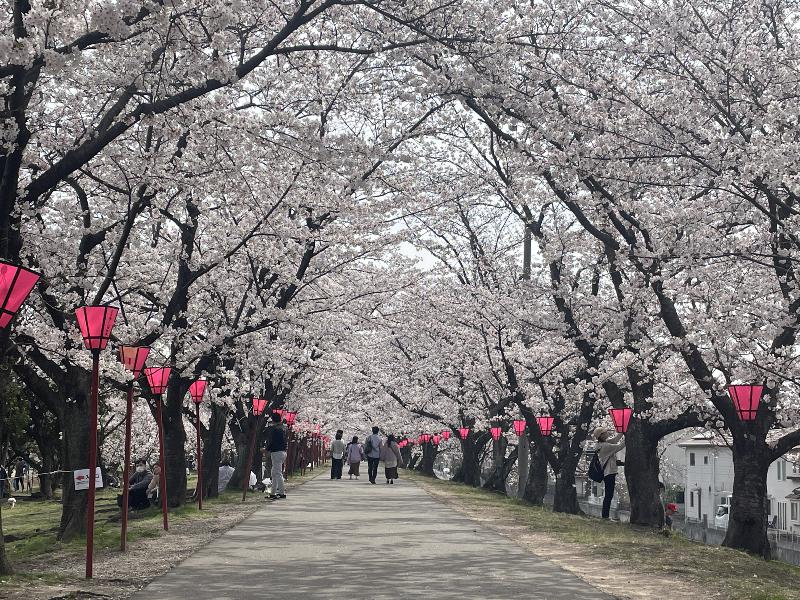 造幣局広島支局 花のまわりみちの花見・桜情報【2025