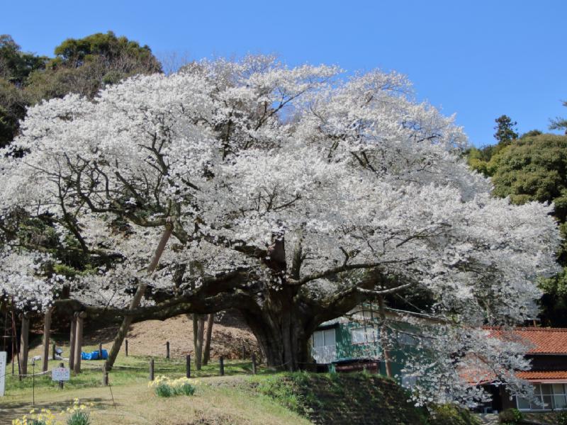 三隅大平桜の花見 桜情報 23年 ウェザーニュース