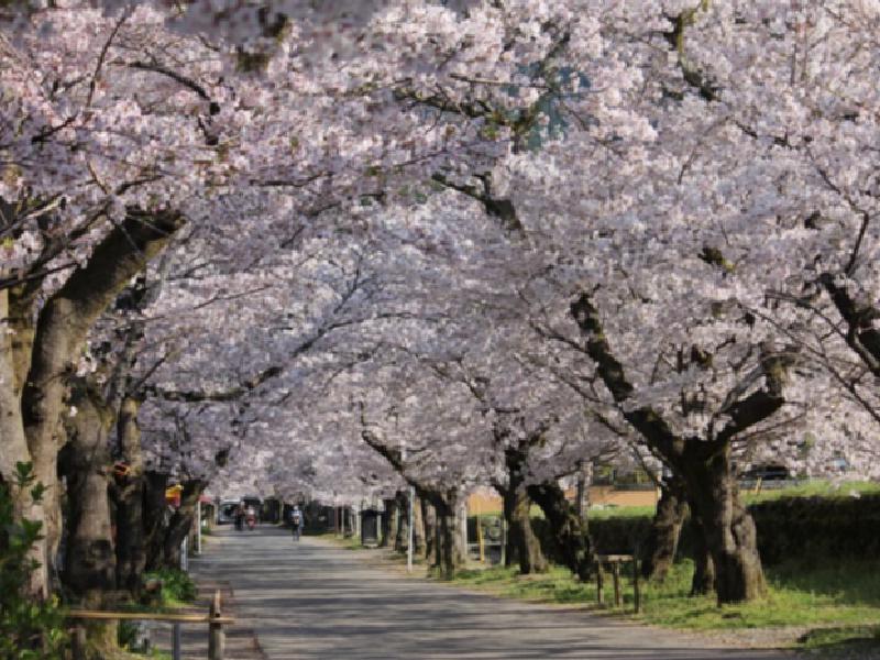 秋月杉の馬場の花見 桜情報 22年 ウェザーニュース