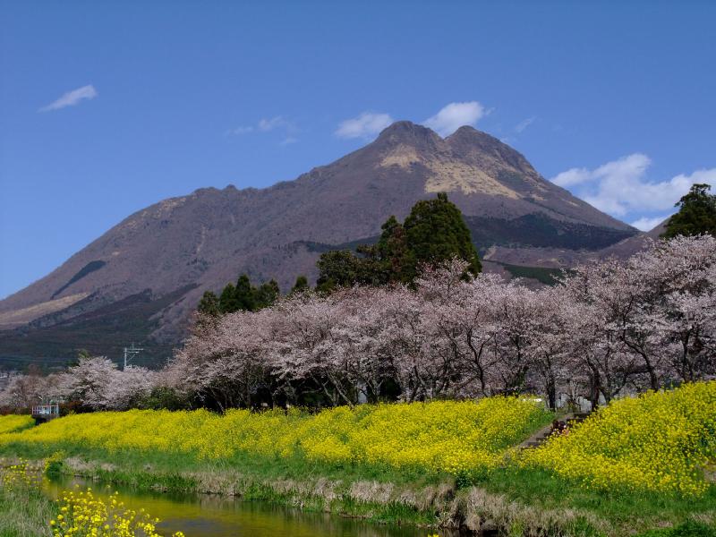 由布院・大分川沿いの桜並木の花見・桜情報【2024】｜ウェザーニュース