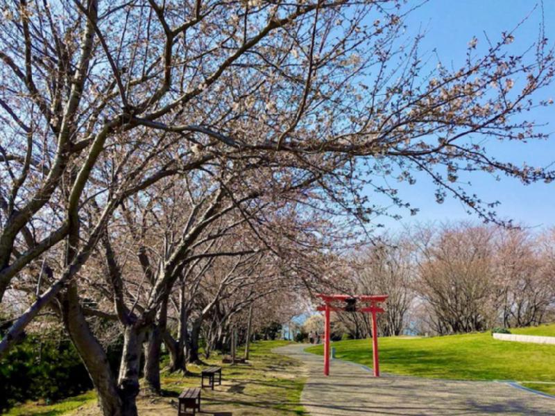 粟嶋公園の桜 名所情報21 大分県豊後高田市 桜開花 名所情報 ウェザーニュース