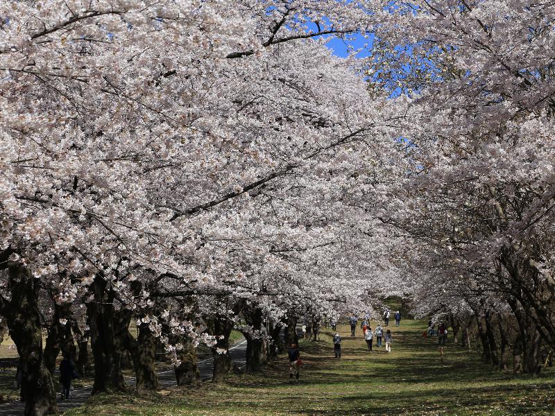 赤城南面千本桜 名所情報2021 群馬県前橋市 桜開花 名所情報 ウェザーニュース