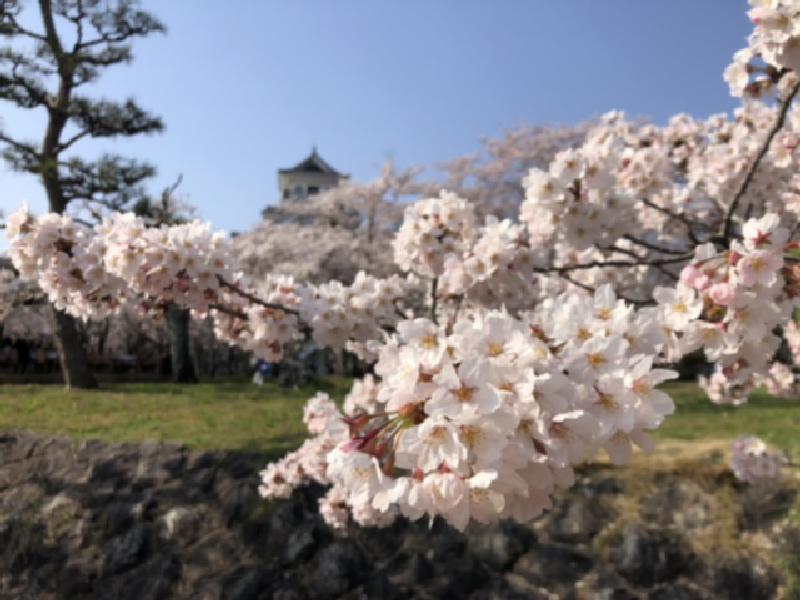 豊公園の花見 桜情報 22年 ウェザーニュース