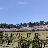 鹿児島の花見・桜名所人気ランキング【2023】- ウェザーニュース