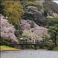 が大特価！ 油絵 神奈川三渓園の枝垂れ桜【4月】P10 風景画 絵画