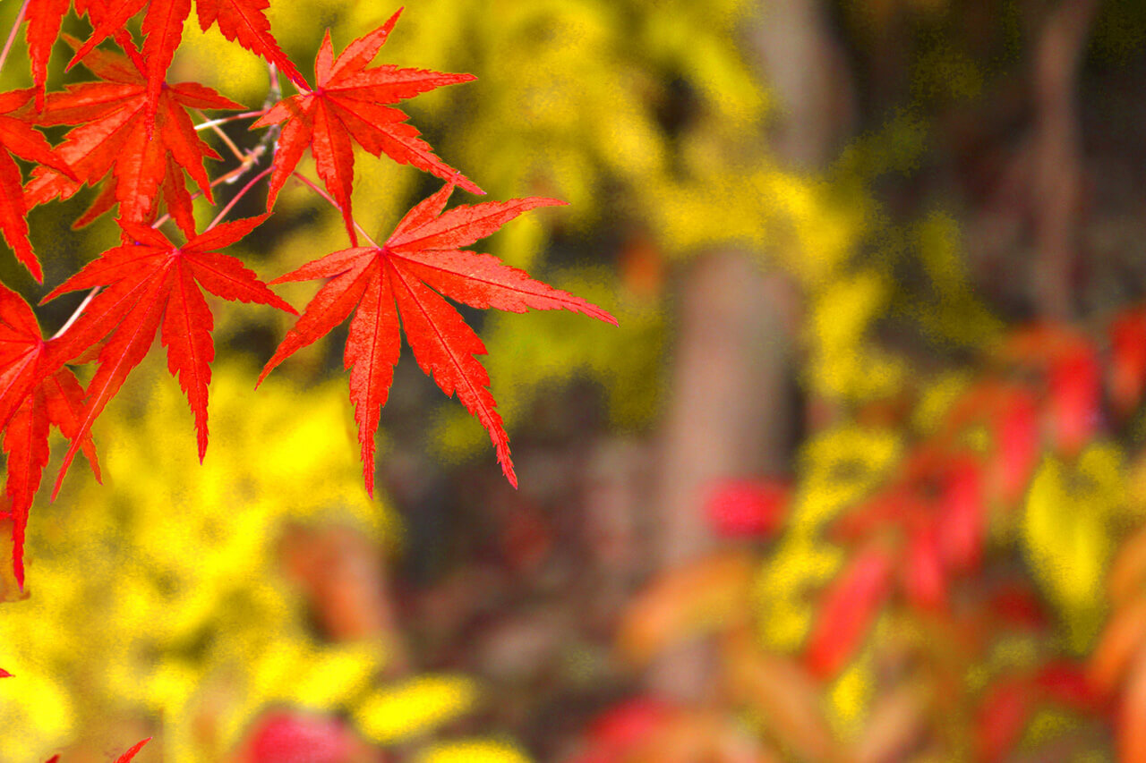 クイズ 日本の秋はやっぱり紅葉 ウェザーニュース