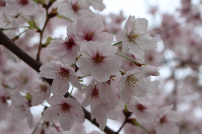 桜に散るサイン 急げ お花見 ウェザーニュース