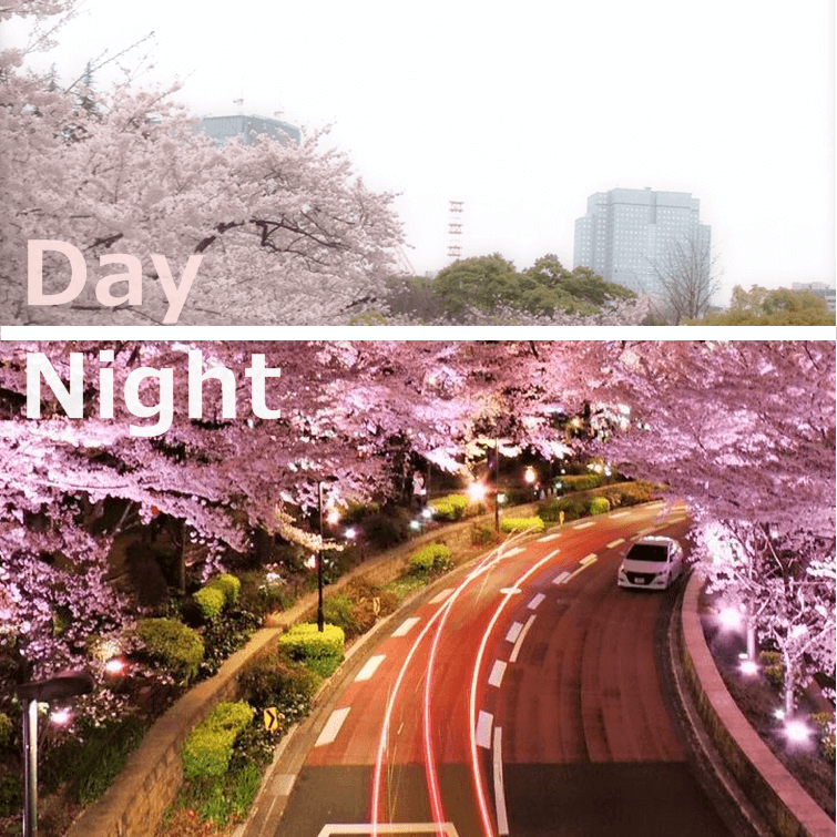 昼と夜でこんなに変わる│桜絶景ビフォーアフター - ウェザーニュース