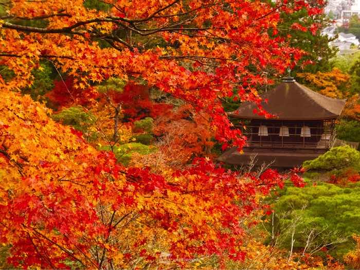 絶景 まさに今 紅葉見頃ピークに ウェザーニュース