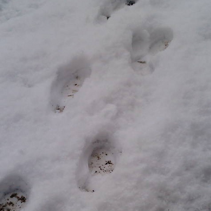 栃木・茨城は一面雪景色 | ウェザーニュース