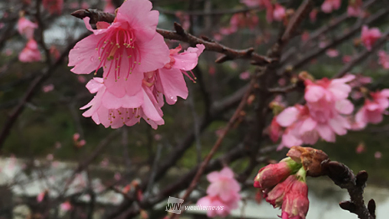 沖縄 桜も縮こまる真冬の寒さ 猛威を奮う冬将軍 ウェザーニュース