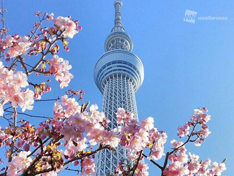 ひと足早くお花見 青空に映える河津桜 ウェザーニュース