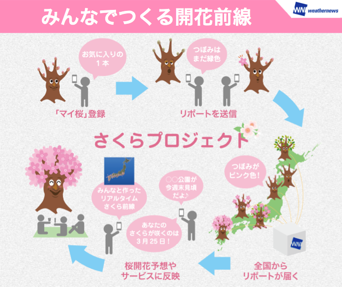 桜のつぼみ 生長いよいよスタート ウェザーニュース