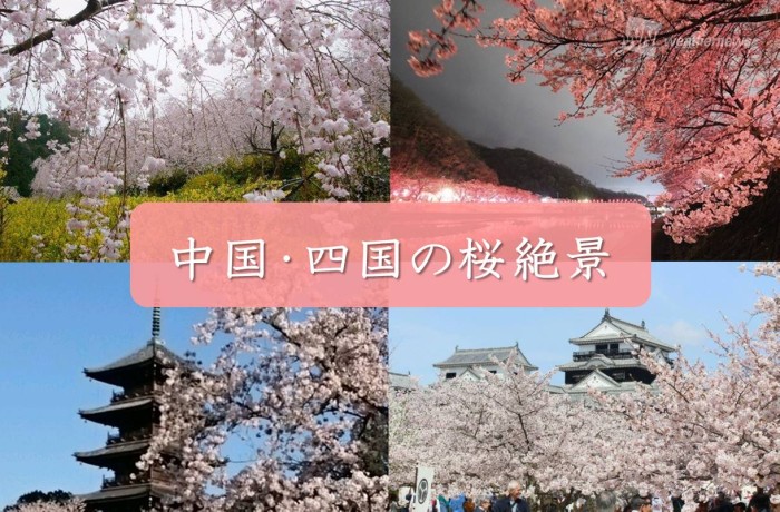 中国 四国の桜絶景5選 お花見オススメスポット ウェザーニュース