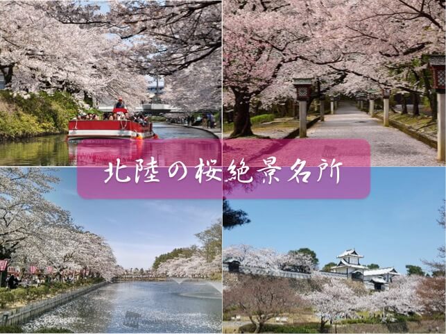 北陸の桜絶景5選 お花見オススメスポット ウェザーニュース