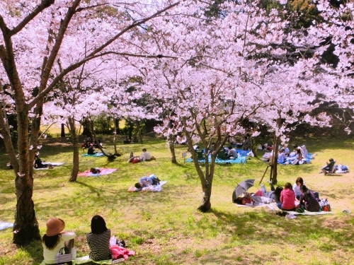 お花見の場所取りをする人は4人に1人 平均3 7時間 ウェザーニュース