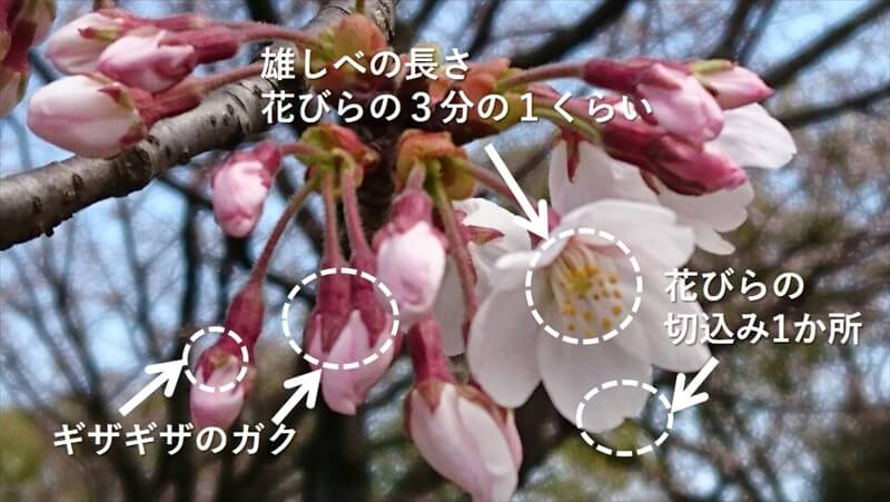 桜の豆知識 知っていますか ソメイヨシノの見分け方 ウェザーニュース