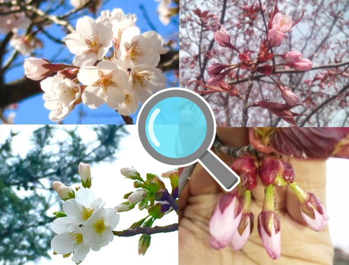 桜の豆知識 知っていますか ソメイヨシノの見分け方 ウェザーニュース