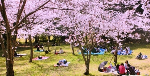 東京で桜が開花 来週末がお花見ピークに ウェザーニュース