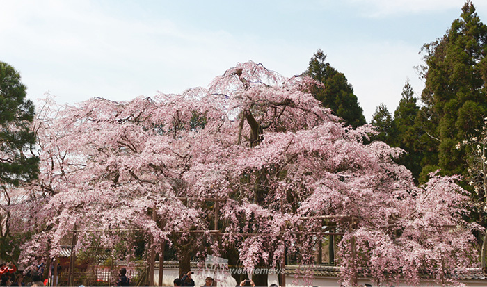 京都の桜絶景5選 お花見オススメスポット ウェザーニュース