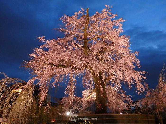 京都の桜絶景5選 お花見オススメスポット ウェザーニュース