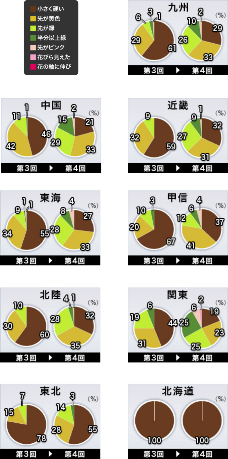 桜のつぼみ調査 寒暖差大 つぼみはゆっくり生長 ウェザーニュース
