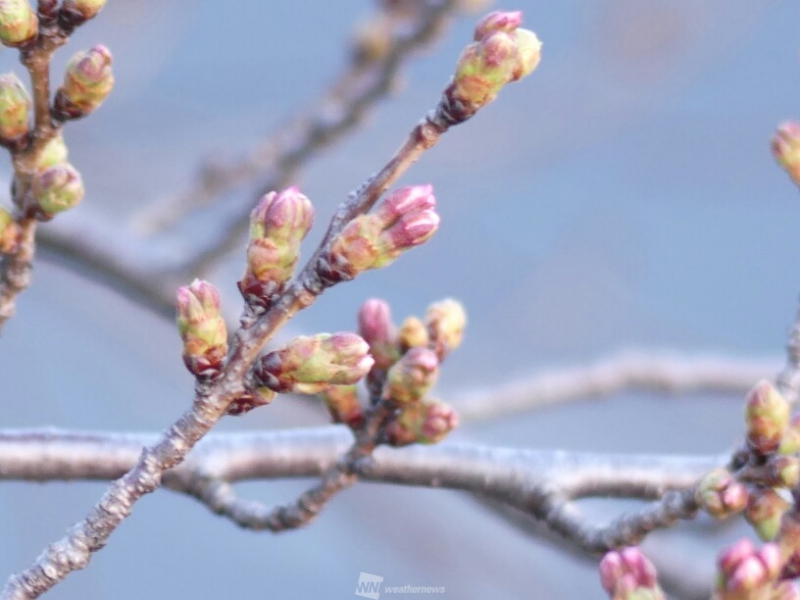 桜のつぼみ調査】寒暖差大 つぼみはゆっくり生長 - ウェザーニュース