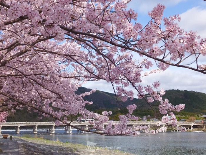 今年はどこへ行く お花見名所ランキング ウェザーニュース