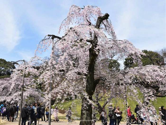 桜咲いてる 東京のお花見現地リポート ウェザーニュース