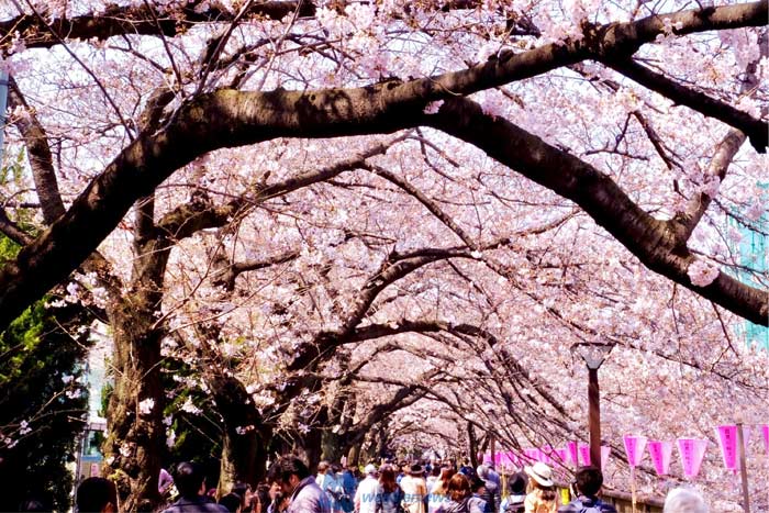 今 目黒川の桜が見頃 週末の雨までにお花見へ ウェザーニュース