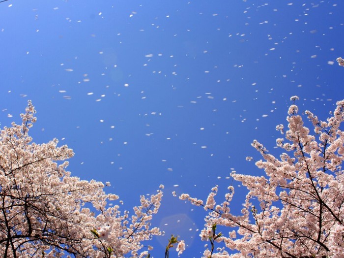 桜吹雪 が美しく見えるのは風速4 5m S ウェザーニュース