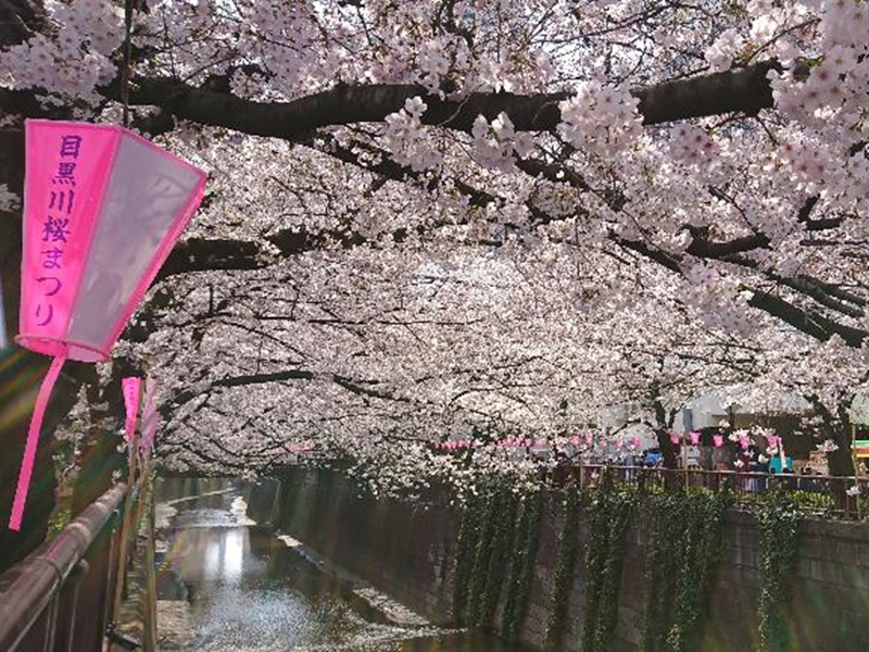 この1週間で桜が続々と開花 関東は今が見頃 ウェザーニュース