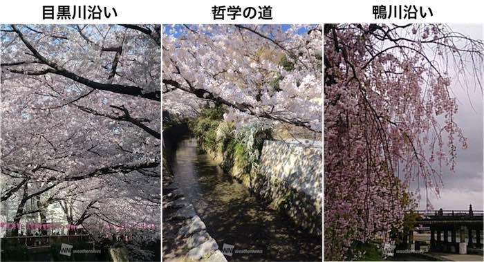 雨の日だってお花見したい 雨でも桜を楽しめる３つの方法 ウェザーニュース