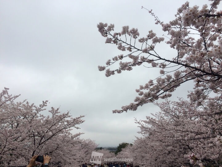 花曇りの京都 あの名所のお花見どう ウェザーニュース