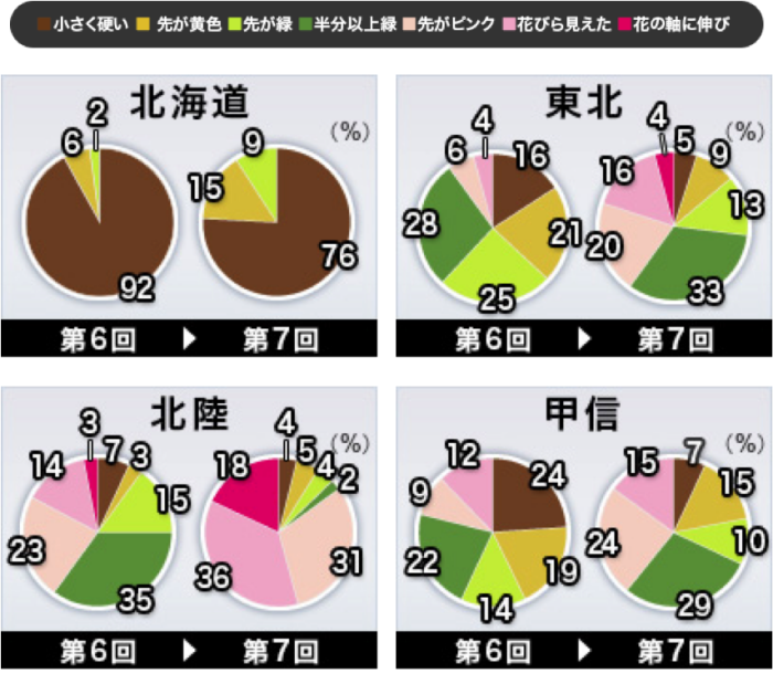 桜のつぼみ調査 北も開花カウントダウン ウェザーニュース