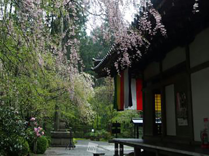 古都花見はいかが 今週末オススメの京都 奈良さくら名所5選 ウェザーニュース