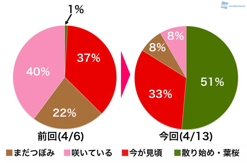 桜前線が北上する速さは赤ちゃんのハイハイと同じスピード ウェザーニュース