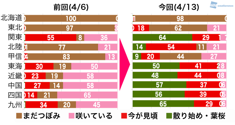 桜前線が北上する速さは赤ちゃんのハイハイと同じスピード ウェザーニュース