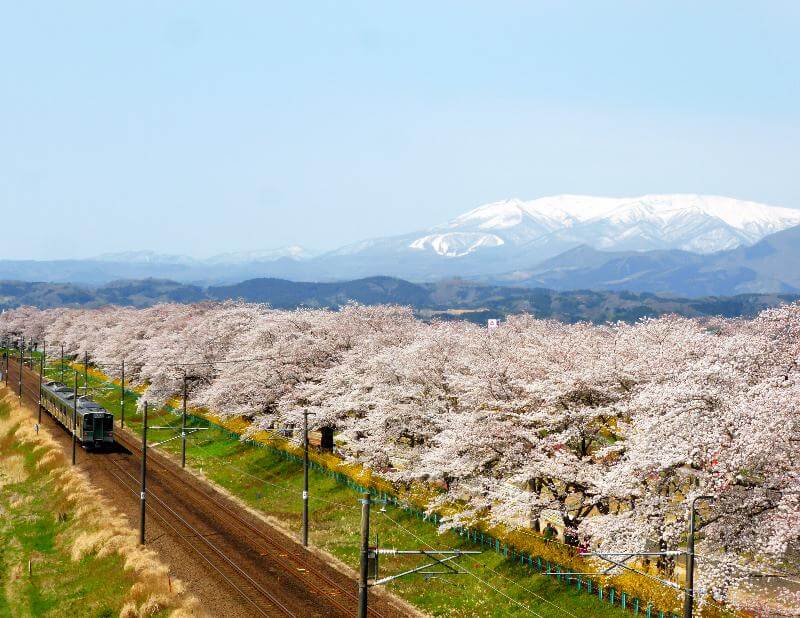 桜絶景 宮城 福島にお花見シーズンがやってきた ウェザーニュース