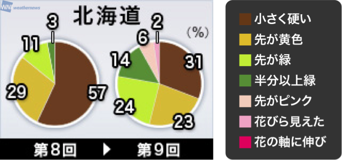 桜のつぼみ調査 気温差大だった一週間に 道内のつぼみは ウェザーニュース