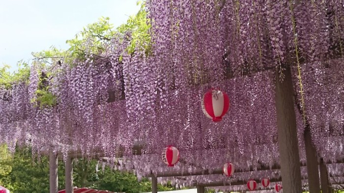 降り注ぐ紫のシャワー 各地で藤の花が開花 ウェザーニュース