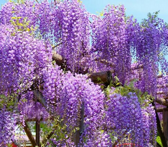 降り注ぐ紫のシャワー 各地で藤の花が開花 ウェザーニュース