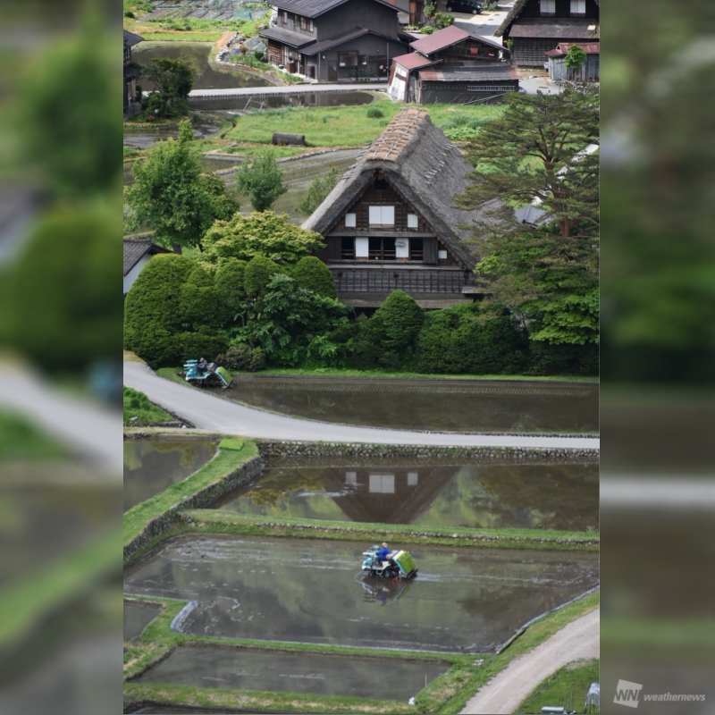 白川郷で田植え 逆さ合掌 も出現 ウェザーニュース