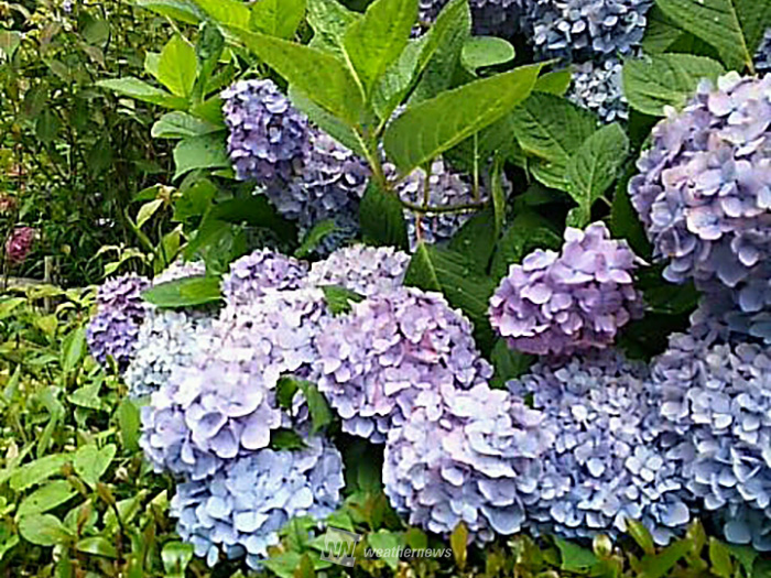 あじさいシーズン到来 中国 四国の厳選名所 ウェザーニュース