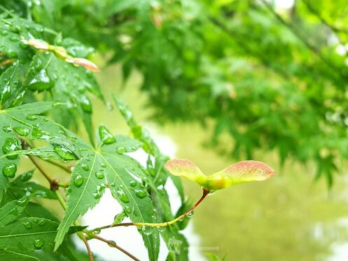 梅雨のことば いくつ知ってる ウェザーニュース