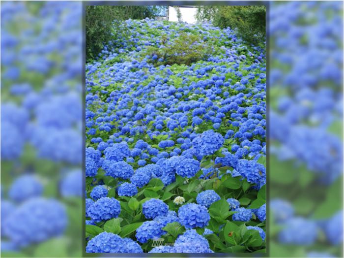 梅雨空を癒す一面の青 咲き誇る圧巻の紫陽花 ウェザーニュース