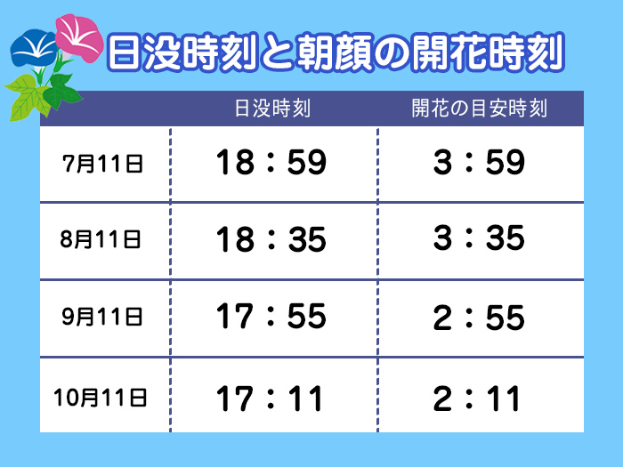 思わず観察したくなる 身近な朝顔の秘密 ウェザーニュース