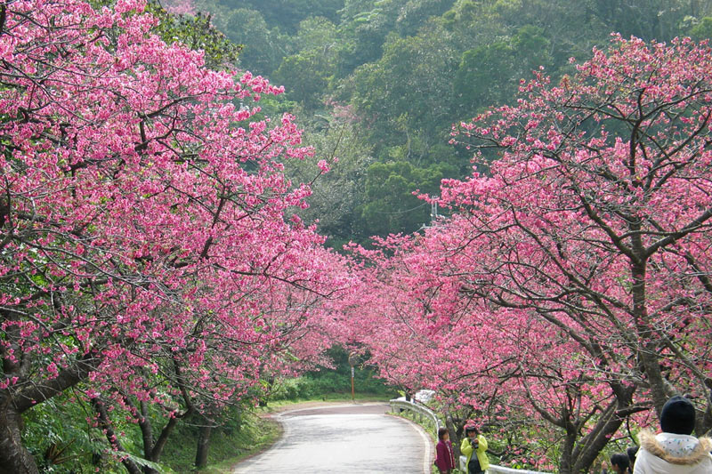 沖縄で桜開花！日本一早い「桜まつり」の見どころをご紹介 - ウェザー